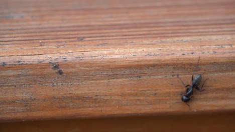 Schwarzes-Ameiseninsekt,-Das-In-Zeitlupe-Auf-Holzbrett-Läuft