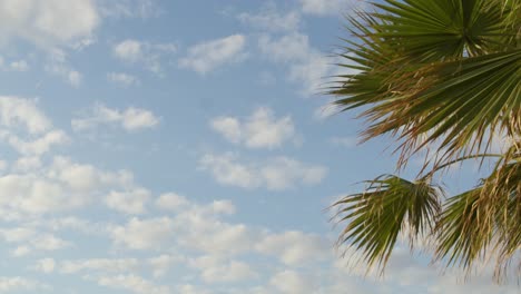 Hellblauer-Himmel-Mit-Weißen-Wolken-Und-Tropischer-Palme-In-Zypern,-Zeitlupe