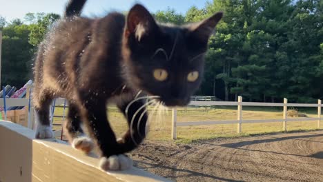Cat-Walking-on-fence-at-a-farm