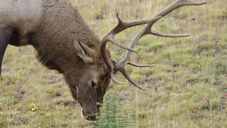 Male-Elk-with-large-antlers-eating-grass,-slow-motion-close-up