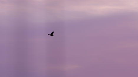 Schwarzer-Vogel-Fliegt-Bei-Sonnenuntergang-Durch-Den-Violetten-Himmel