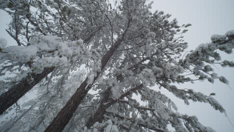 Slow-Motion-Wide-White-Winter-Forest-Tree-Branches-in-Troodos-Mountains,-Cyprus