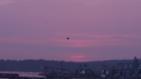 Black-bird-flies-over-city-marina-at-dusk