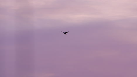 Black-bird-flies-through-sky-at-sunset