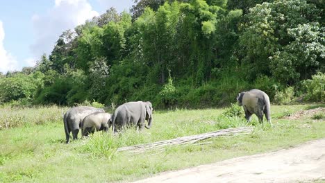 Family-of-elephants-grazing-in-a-field-from-the-sanctuary-in-Chiang-Mai,-Thailand