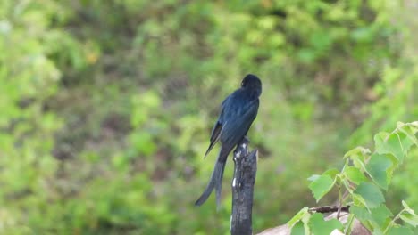Black-Drongo---Tree-and-waiting-to-pry-