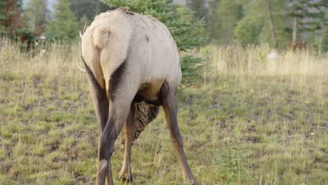 Slow-motion-passing-shot-of-a-Male-Elk-with-antlers-feeding-on-grass