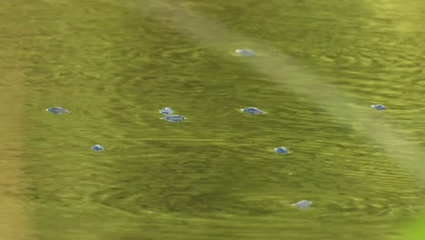 Whirligig-Beetles-in-water---swimming-
