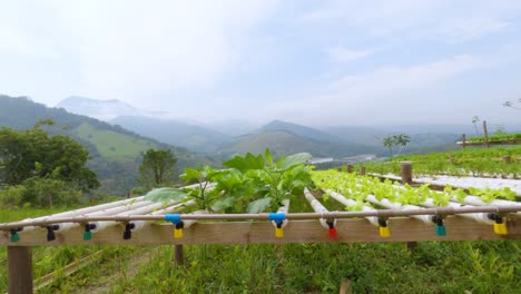 Sistema-Casero-Para-Cultivar-Hortalizas-Organicas