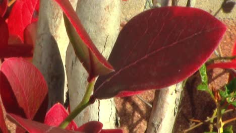 Close-up-of-some-Autumnal-colourered-red-leaves-on-a-blueberry-bush-in-an-English-garden