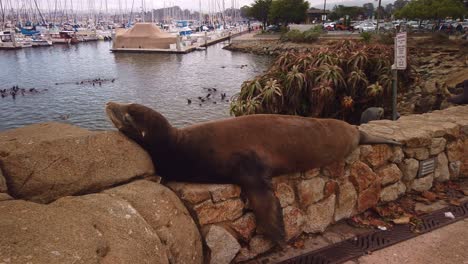 Gimbal-panning-close-up-shot-of-a-sea-lion-laying-on-a-rock-wall-in-Monterey,-California