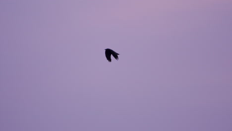 Black-bird-flies-through-purple-sunset-sky