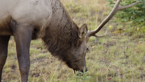 Close-up-of-Male-Elk-with-large-antlers-feeding-on-grass,-slow-motion-close-up