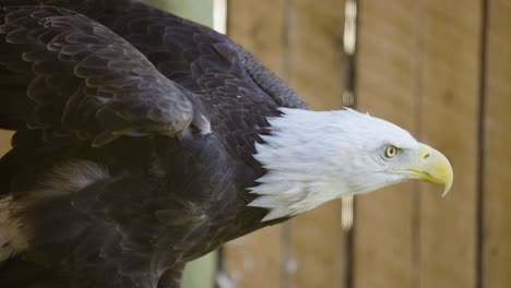 Bald-Eagle-in-captivity-moves-on-perch,-stretches-wings-and-lowers-head