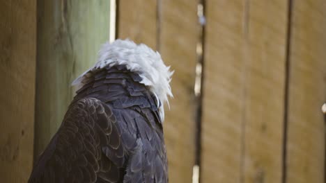 Bald-Eagle-in-captivity-turns-away,-scratches-and-ruffles-feathers