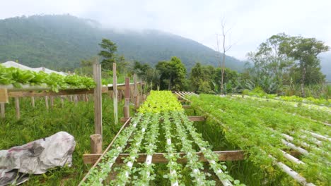 Home-garden-with-various-vegetables