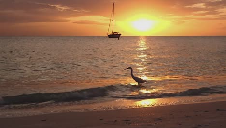 sailboat-anchored-on-beach-shot-from-beach-egret-passes-through-foreground