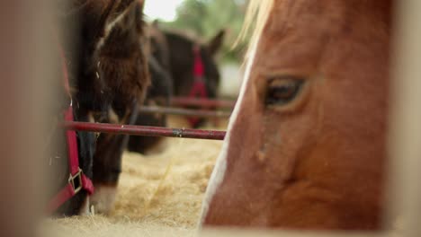 A-Portrait-of-Donkeys-and-Horses-Eating-Hay-on-a-Mediterranean-Farm-in-Cyprus,-Slow-Motion