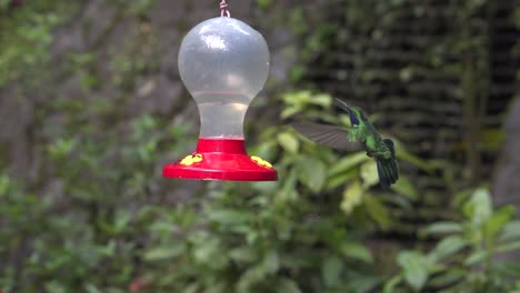 Kolibris,-Die-Im-Kolibrigarten-Um-Den-Feeder-Herumfliegen