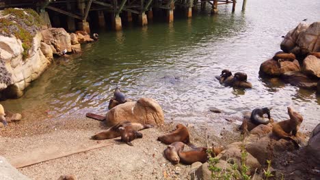 Gimbal-panning-shot-of-a-group-of-sea-lions-sleeping-on-a-sandy-beach-in-Monterey,-California