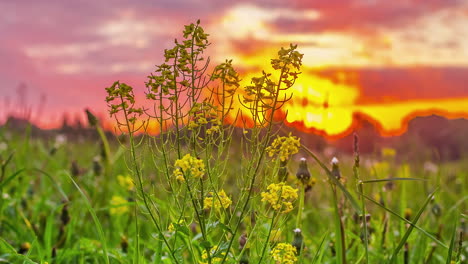 Close-up-shot-of-yellow-flowers-in-full-bloom-over-green-grassland-on-a-cloudy-evening