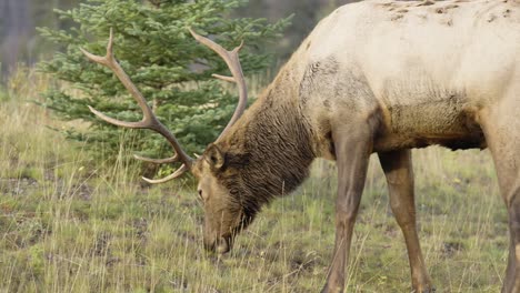 Male-Elk-with-large-antlers-eating-grass,-slow-motion-slow-moving-shot