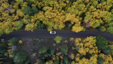 White-car-driving-on-a-road-on-fall-season-with-yellow-tree-leaves,-aerial-view-from-above