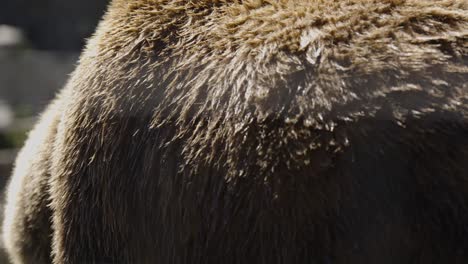 Large-Grizzly-Bear-walks-in-slow-motion