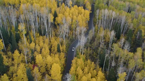 Car-driving-slowly-through-yellow-autumn-forest-in-Utah-nature,-drone