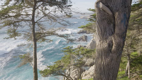 Stationary-shot-of-trees-on-a-hill-side-with-calming-waves-crashing-n-the-background-located-at-Big-Sur-California