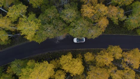 Car-Driving-on-Mountain-Road-with-Colorful-Fall-Trees-in-Forest,-Aerial-Top-Down-View