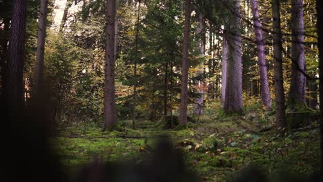 Deutscher-Wald-Im-Herbst-Oder-Herbst-Mit-Bäumen-Und-Einer-Schönen-Aussicht