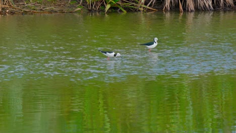 Pájaro-Salvaje-Jugando-En-El-Agua