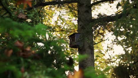 Birdhouse-at-a-tree-in-the-forest-in-fall-or-autumn