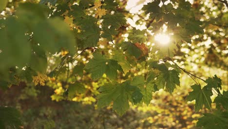 Sonne-Scheint-Durch-Bunte-Blätter-In-Der-Herbstsaison-In-Deutschland