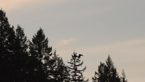 Bald-Eagle-flying-in-the-wild-in-slow-motion,-silhouetted-against-the-sunset