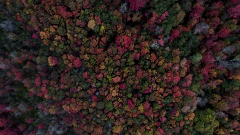 Dichter-Wald-Mit-Bäumen-In-Leuchtenden-Herbstfarben