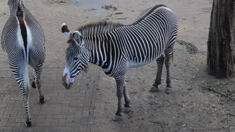 Zebras-In-Einem-Zoo-In-Amersfoort,-Niederlande---Nahaufnahme