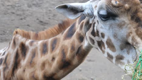 Close-Up-Of-Reticulated-Giraffe-Feeding-In-The-Zoo-In-Amersfoort,-Netherlands