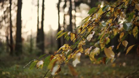 4K-Footage-of-leaves-in-a-beautiful-colorful-forest-in-germany-in-fall-or-autumn