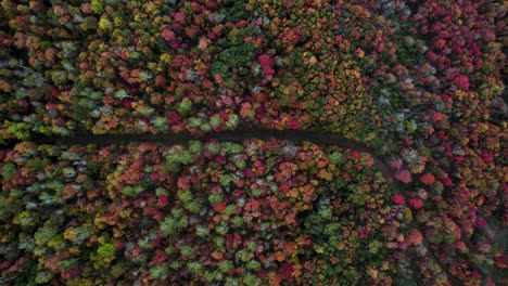 Bergwanderweg,-Leuchtende-Herbstfarben-Im-Wald-Von-Utah---Antenne