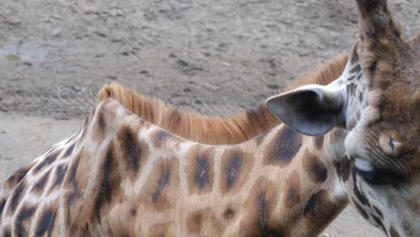 Somali-Giraffe-Eating-In-A-Zoo-In-Amersfoort,-Netherlands---close-up