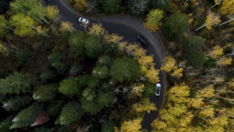 Vehicles-drive-windy-forest-road-of-Alpine-Loop-in-Utah-Wasatch-Mountains---aerial-top-down-view-with-tree-canopy-shows-seasonal-change-with-fall-colors