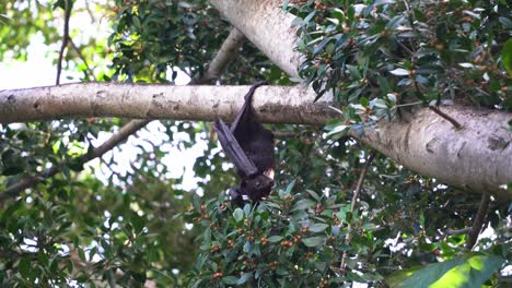 Exotic-wild-bat,-black-flying-fox-hanging-upside-down-on-japanese-ternstroemia-fruit-tree-branch,-climbing-the-tree-with-its-claws-to-grip,-handheld-motion-close-up-shot