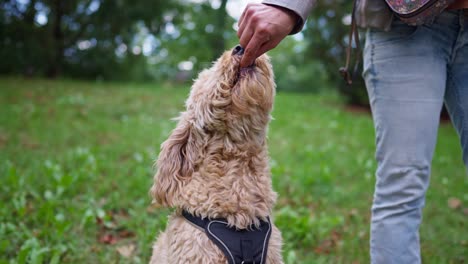 Goldendoodle-getting-a-treat-from-a-woman's-hand-in-a-park
