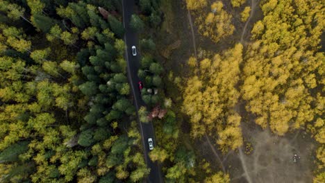 Cars-drives-on-a-black-road-between-trees-in-yellow-autumn-colors