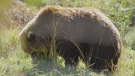 Large-Grizzly-Bear-flattens-grass-with-paw