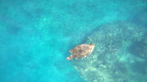 Snorkeling-Con-Tortugas-Marinas-Verdes-En-Oahu,-Hawaii