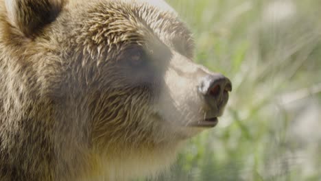 Close-up-of-Grizzly-Bear-in-captivity