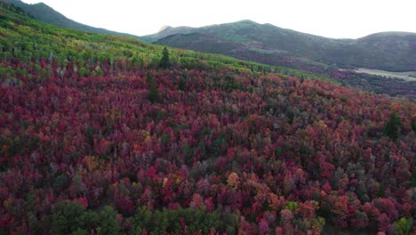 Bäume-Mit-Herbstlaub-Wachsen-An-Den-Hängen-Der-Bergkette-In-Utah,-USA